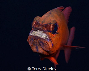   Feeling broody... Subal underwater housing Canon 5D mk2 EF 100mm macro f20 1200 ISO200 Inon Z240 strobe broody 1/200, 1200, 200,  